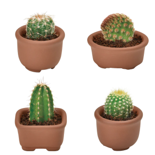 Noted - Green Capsule Cutie Cacti