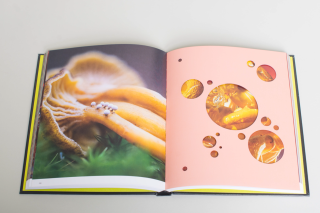 Broccoli - Spores: Magical Mushroom Photography 