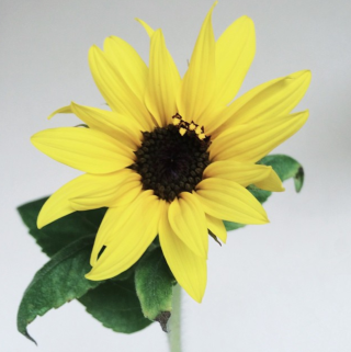 Gorilla Gardening Single Seedballs Sonnenblumen