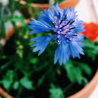 Gorilla Gardening Seedballs Wildblume