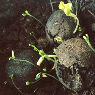 Gorilla Gardening Single Seedballs Salatblume 