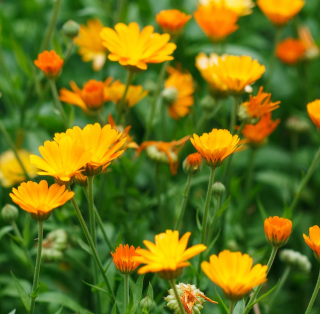 Gorilla Gardening Seedballs Salatblumen