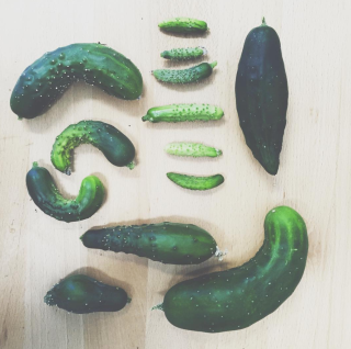 Gorilla Gardening Saatgut Gurken (Cucumber) Samen - Marketmore