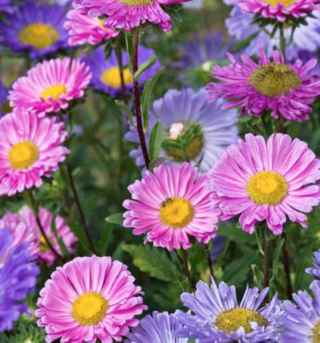Piccolo Seeds - #A - Aster 