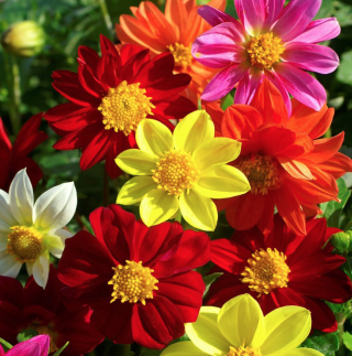 Piccolo Seeds - #D - Dahlia