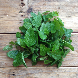 Piccolo Seeds - Lemon Balm Quedlinburger Niederliegende