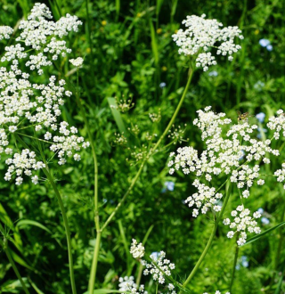 Piccolo Seeds - Anise