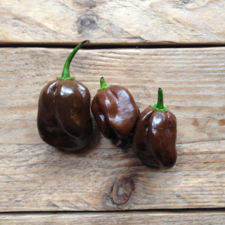 Piccolo Seeds - Hot Pepper Chocolate Habanero