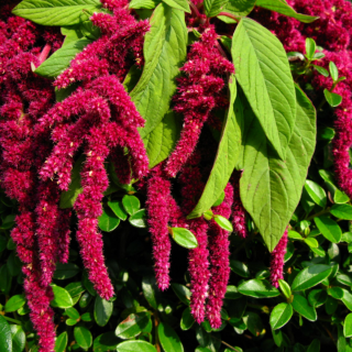 Piccolo Seeds - Amaranth Love Lies Bleeding