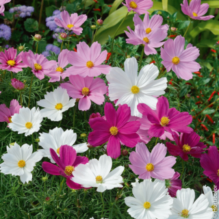 Piccolo Seeds - Cosmos Psyche Mix