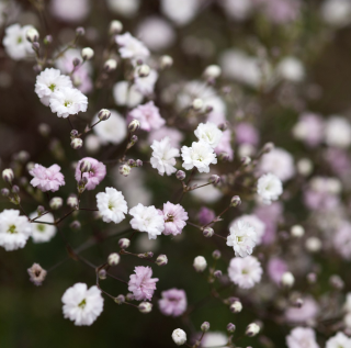 Piccolo Seeds - #B - Baby's breath