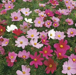 Piccolo Seeds - #C - Cosmos