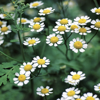 Piccolo Seeds - #F - Feverfew