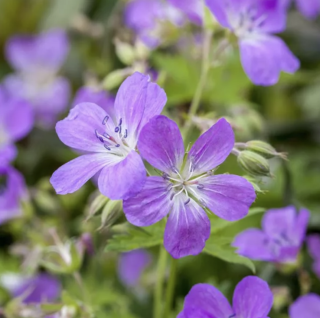 Piccolo Seeds - #G - Geranium