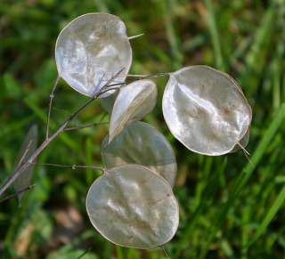 Piccolo Seeds - #H - Honesty