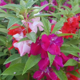 Piccolo Seeds - #I - Impatiens