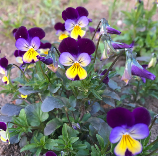 Piccolo Seeds - #J - Johnny jump up