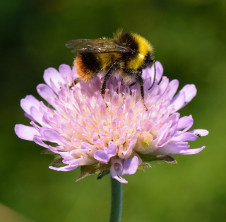Piccolo Seeds - #K - Knautia
