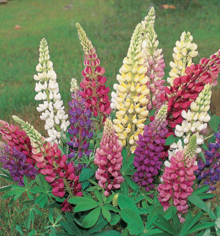 Piccolo Seeds - #L - Lupin