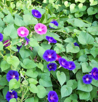 Piccolo Seeds - #M - Morning glory