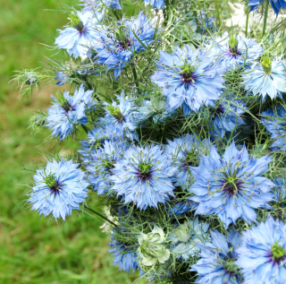 Piccolo Seeds - #N - Nigella