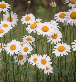 Piccolo Seeds - #O - Oxeye Daisy