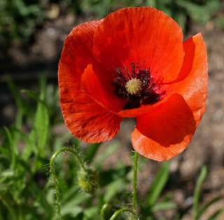 Piccolo Seeds - #P - Poppy