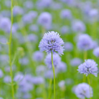 Piccolo Seeds - #Q - Queen Anne’s Thimbles