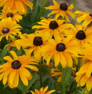 Piccolo Seeds - #R - Rudbeckia