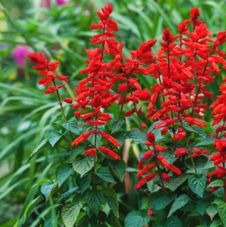 Piccolo Seeds - #S - Scarlet Sage