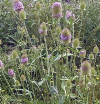 Piccolo Seeds - #T - Teasel