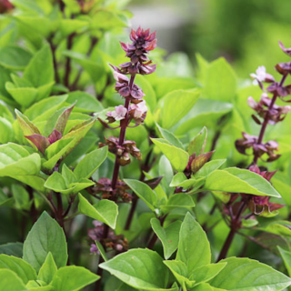 Piccolo Seeds - Basil Thai