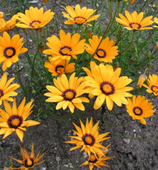 Piccolo Seeds - #U - Ursinia