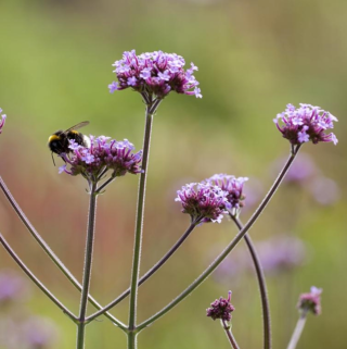 Piccolo Seeds - #V - Verbena