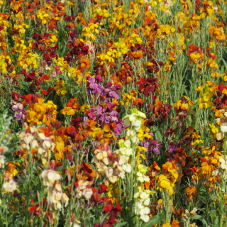 Piccolo Seeds - #W - Wallflower