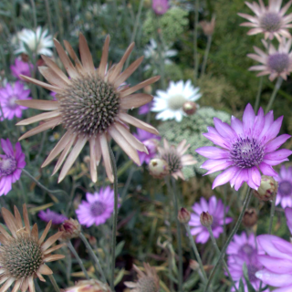 Piccolo Seeds - #X - Xeranthemum