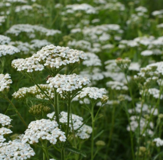 Piccolo Seeds - #Y - Yarrow