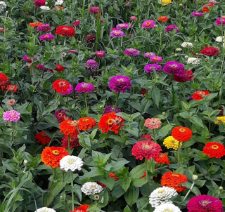 Piccolo Seeds - #Z - Zinnia