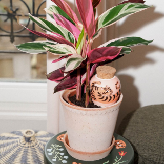 Pepin x Camille Gressier - Hydrating Olla - Tiger