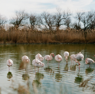 A Week Abroad - Arles & Camargue - France