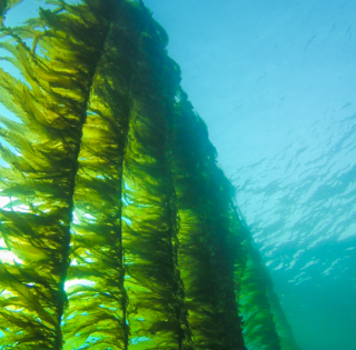 Simply Seagreens Sea Salad (Wakame, Nori, Sea Lettuce, Dillisk, Sugar Kelp)