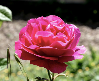 Épices Shira: Eau de Rose d'Ispahan (Ispahan Rose Water) Organic