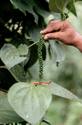Épices Shira: Poivre Noir de Tellicherry (Tellicherry Black Pepper) Organic
