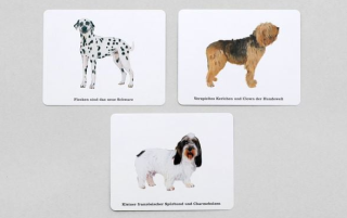 Wer kennt alle Hunde? Ein Quiz für Hundefans 