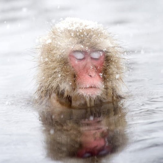 Onsen Saru Hot Spring Bath Fizz