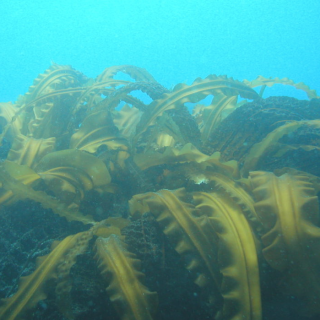 Simply Seagreens Kombu – Kelp (Laminaria digitata u.a.)