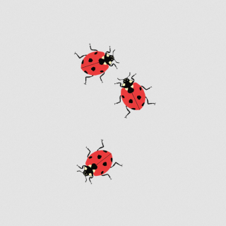 Tattley Temporary Tattoos - Ladybugs