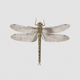Tattly Temporary Tattoos - Dragonfly 