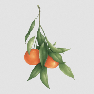 Tattly Temporary Tattoos - Clementines