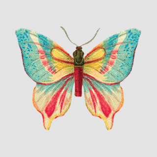 Tattly Temporary Tattoos - Butterfly 2